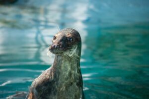 sea lion, animal, mammal, see creatures, zoo, nature, zoology, biology, wildlife, seal, water, portrait, close up, sea lion, sea lion, sea lion, animal, zoo, biology, biology, seal, seal, seal, seal, seal