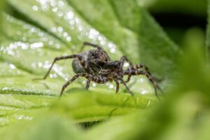 acantholycosa lignaria, arachnids, arthropods, biodiversity, conservation biology, ecological role, ground-dwelling spiders, habitat preferences, insect predators, invertebrates, natural pest control, nocturnal spiders, predatory spiders, spider behavior, spider ecology, spider morphology, spiders, spider species, wildlife observation, wolf spider