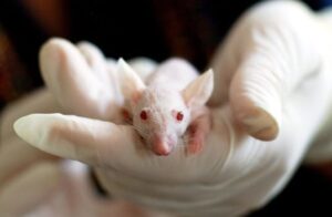 Close-up of a white mouse held by a gloved hand, symbolizing laboratory research and experimentation.