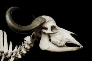 Detailed view of a bull skull with horns on a dark background, showcasing natural texture.