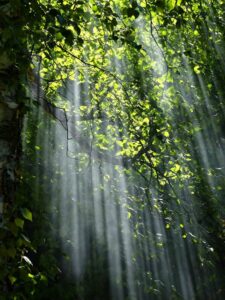 Sunbeams radiate through lush green forest leaves creating a serene natural scene.