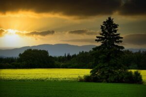 field, coniferous, trees