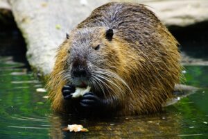 nutria, eats, beaver, beaver, beaver, beaver, beaver, beaver