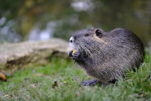 beaver, muskrat, rodent, gnaw, wolf down, ondatra zibethicus, beaver, beaver, beaver, beaver, beaver, muskrat, muskrat