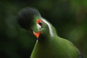 bird, white-cheeked turaco, tauraco leucotis, exotic bird, crest, animals, fauna, nature, tropical bird, animal portrait, menelikornis leucotis, bird, bird, bird, bird, bird