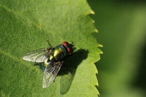 fly, green, leaf