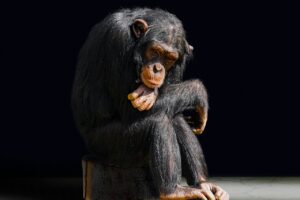 animal, primate, ape, boredom, chimpanzee, portrait, alone, think, sad, grief, to sit, evolution, wait, weary, old, lonely, lonliness, ape, boredom, chimpanzee, chimpanzee, chimpanzee, chimpanzee, think, sad, nature, evolution, evolution, evolution, evolution, evolution, lonely