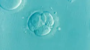 embryo, ivf, microfertilization, infertility, fertility, embryo, embryo, embryo, embryo, embryo, ivf, ivf, ivf, ivf, infertility