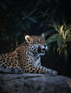 jaguar, panther, zoo, safari, nature, animal, savage, savannah, amazonia, canine, carnivorous, predator, fierce, jaguar, jaguar, jaguar, jaguar, jaguar, panther, panther, panther, amazonia