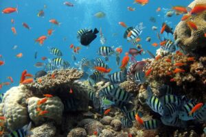 fish, aquarium, sea, fish tank, coral reef, reef, aquarium, aquarium, coral reef, coral reef, coral reef, coral reef, coral reef, nature, reef