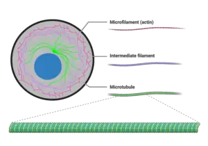 Actin Filaments: Essential Components of the Cytoskeleton