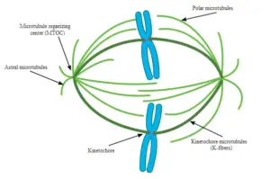 The Biology of Microtubules: A Comprehensive Overview