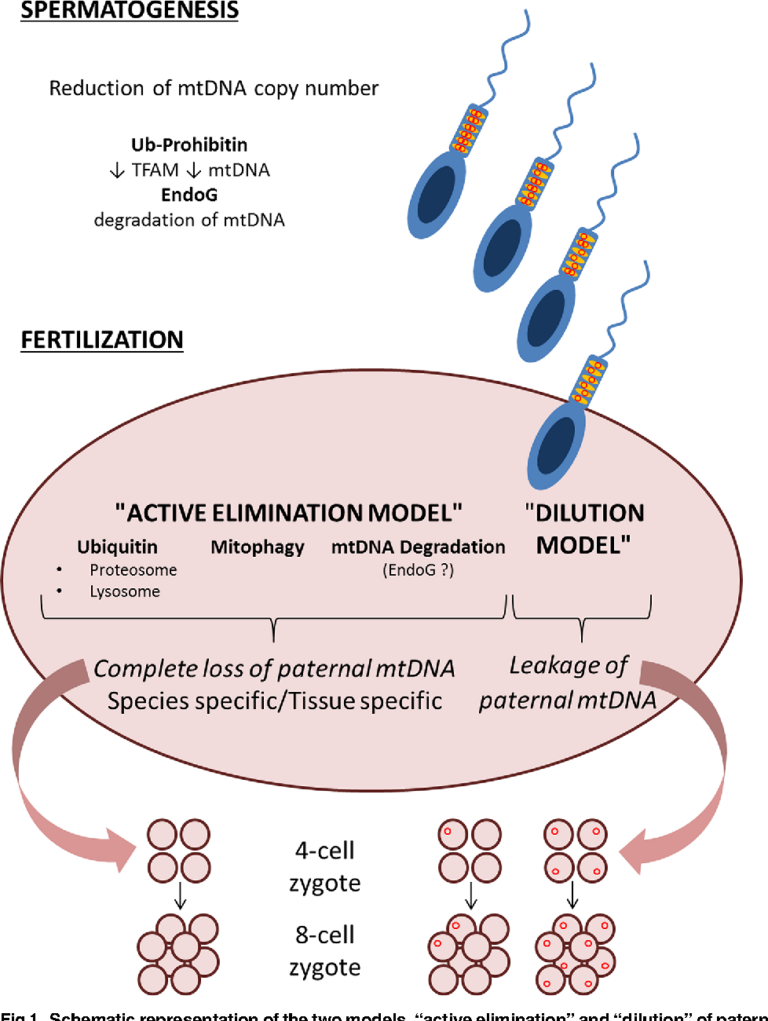 Mitochondrial DNA: The Maternal Legacy - (ONLY ZOOLOGY)