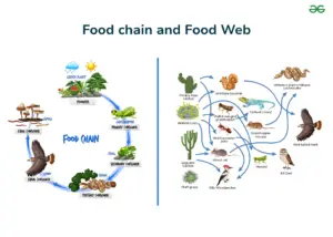 Ecosystem: Concept, Components, and Types