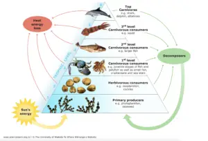 Trophic Levels: Producers, Consumers, and Decomposers