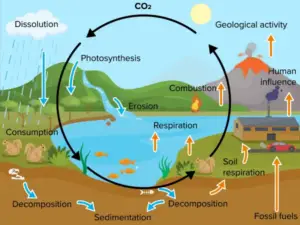 Carbon Cycle: Steps, Importance, and Human Impact