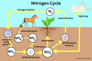 Nitrogen Cycle: Processes, Examples, and Role in Agriculture