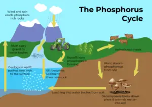 Phosphorus Cycle: Pathway, Examples, and Significance