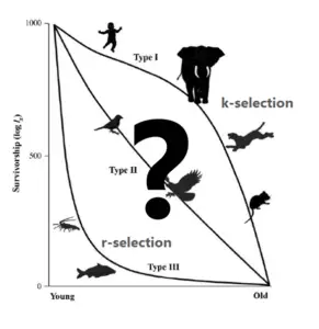 Life History Strategies: r-Selection vs K-Selection Explained