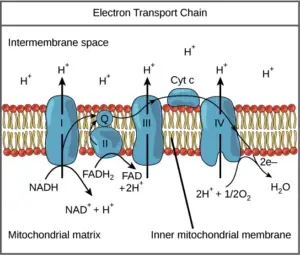 The Electron Transport Chain: A Deep Dive into Oxidative Phosphorylation