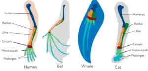 Convergent Evolution: Definition and Key Examples