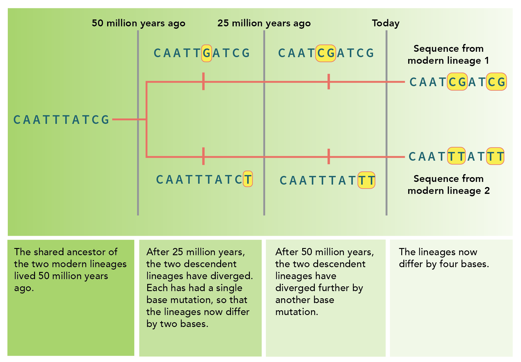 Molecular Clocks: Concept, Calculations, and Limitations - (ONLY ZOOLOGY)