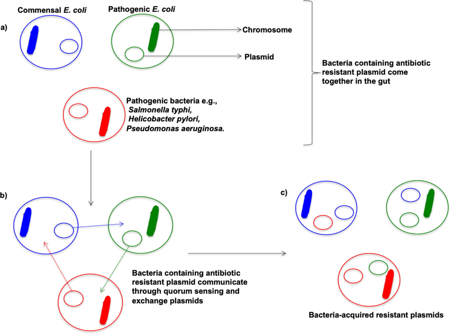 Horizontal Gene Transfer: Definition, Importance & Role in Evolutionary ...