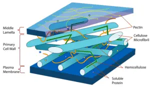 Cell Wall Structure and Composition: A Molecular Perspective