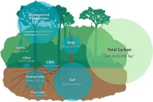 Carbon Sequestration in Forests: Mechanisms and Climate Impact