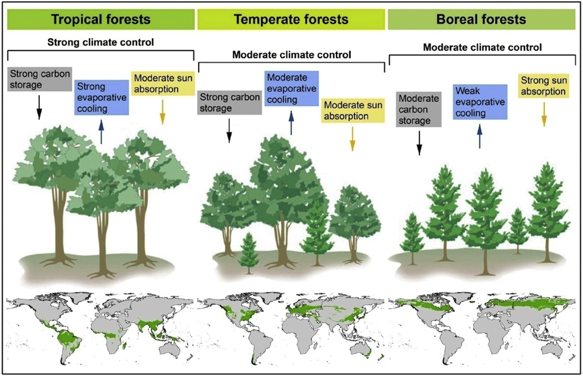 Types Of Forests Tropical Temperate And Boreal Biomes ONLY ZOOLOGY 