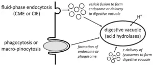 Food Vacuoles in Protists: Mechanisms of Digestion and Nutrient Assimilation