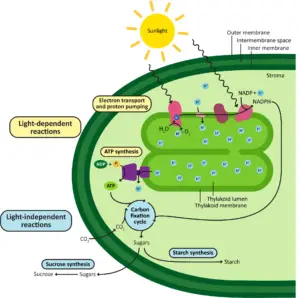 Diversity of Plastids: Roles in Photosynthesis, Storage, and Biosynthesis