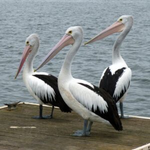 Three Australian pelicans with long beaks standing on a dock by the ocean. Nature and waterfowl scene.