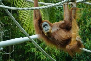 A Sumatran orangutan swinging on ropes in its natural habitat, displaying unique behavior.