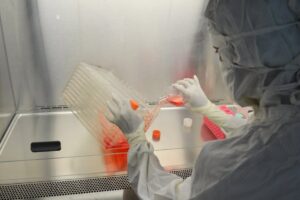 A scientist in full protective gear working in a laboratory on research with cell cultures.