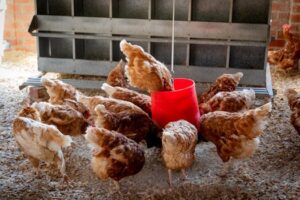 Domestic chickens feeding from a red container inside a farm coop.