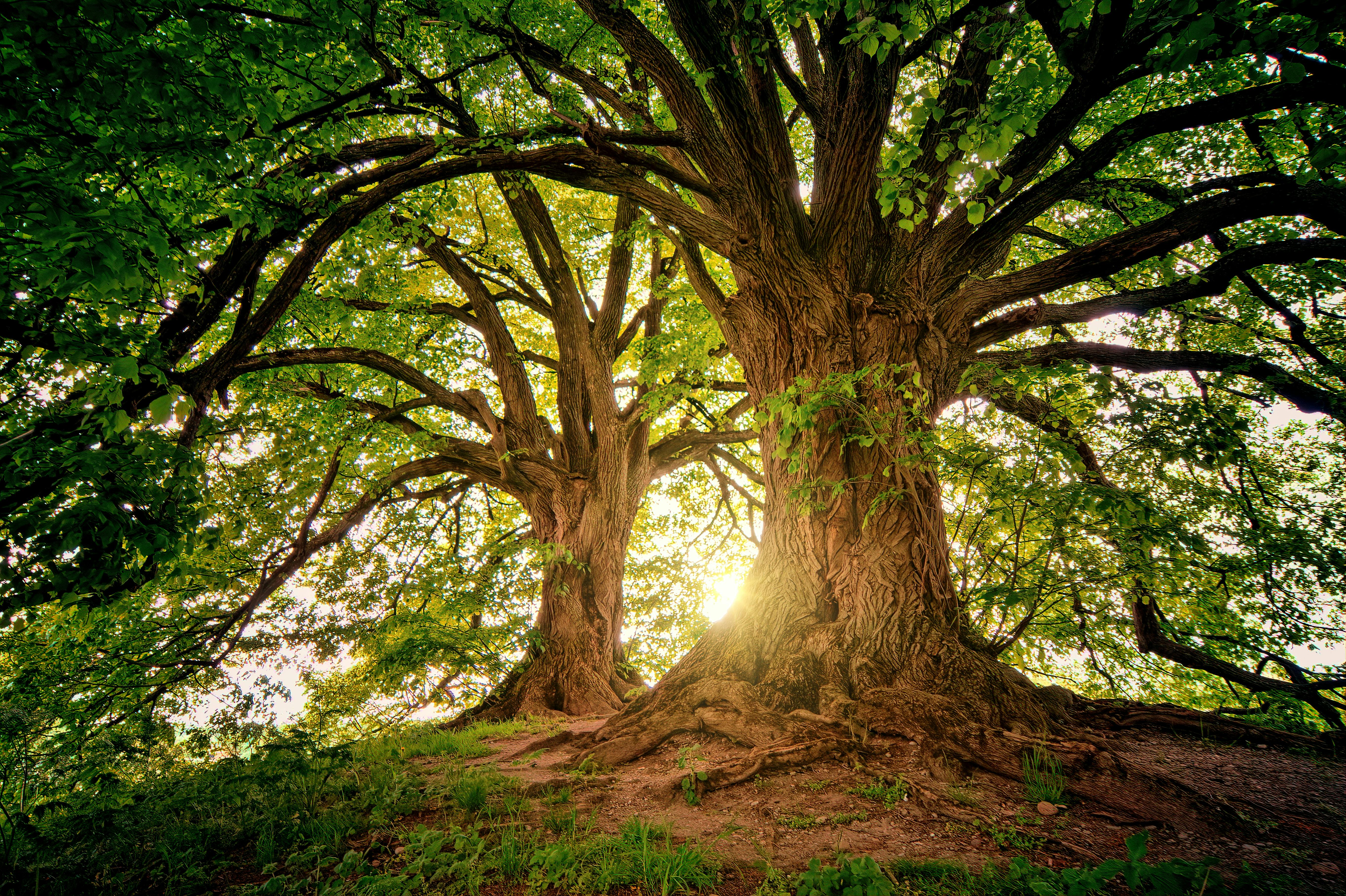 Types of Forests: Tropical, Temperate, and Boreal Biomes