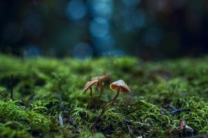 Artistic shot of mushrooms growing amidst green moss, highlighting nature's delicate beauty.