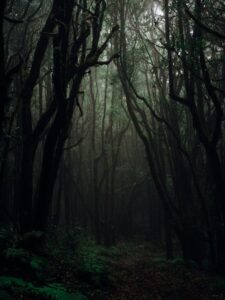 Eerie and atmospheric dark forest with towering trees creating a mysterious ambiance. Perfect for nature photography lovers.