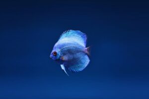 Close-up of a vivid blue discus fish, Symphysodon, swimming in a serene freshwater setting.