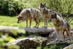 Three wild wolves stand on a tree log in a sunlit forest meadow.