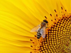 Macro image of a honeybee pollinating a bright yellow sunflower bloom.