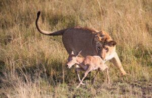 A lioness captures a young antelope in the savanna of Narok County, Kenya.