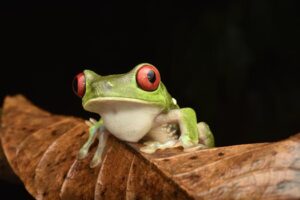 Red-eyed tree frog on brown leaf, showcasing vivid colors and captivating details.