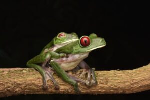 Two vibrant Red-Eyed Tree Frogs sitting on a branch against a black background.