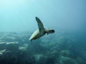 A serene sea turtle gracefully swimming in clear ocean waters captured in an underwater shot.