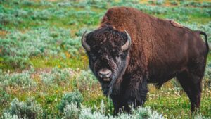 Close-up of a bison standing in a vibrant green pasture on a sunny day.