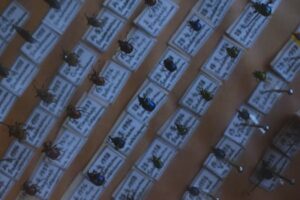 A close-up view of various pinned beetles in a scientific collection exhibit.