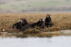 Group of Southern Sea Otters resting in the marshy grasslands by a river in Moss Landing, California.