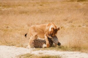 A powerful lion captures a zebra in the open savanna, showcasing the raw dynamics of the wild.